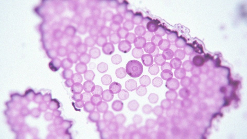 Co wskazują fragmenty endocervix na temat proliferacji komórkowej?